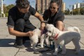 La Municipalidad de La Plata realizará una jornada de vacunación gratuita antirrábica para perros y gatos
