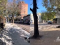 Salió a caminar por La Plata y se encontró con una particularidad: “Ni el loro aparece”