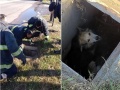 Bomberos de La Plata rescataron a un perrito que cayó en una alcantarilla