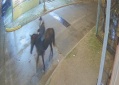 Detuvieron al "bandido" de Ensenada: cometía robos y escapaba a bordo de un caballo