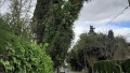 &ldquo;Puede caer en cualquier momento&rdquo;: preocupaci&oacute;n en La Plata por un enorme &aacute;rbol inclinado