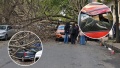 Un enorme &aacute;rbol cay&oacute; frente a un colegio de La Plata, aplast&oacute; un auto y gener&oacute; momentos de tensi&oacute;n