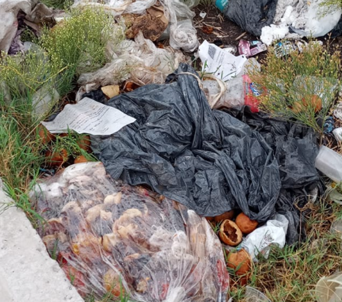 Basurales a cielo abierto en La Plata: presencia de ratas y malos olores
