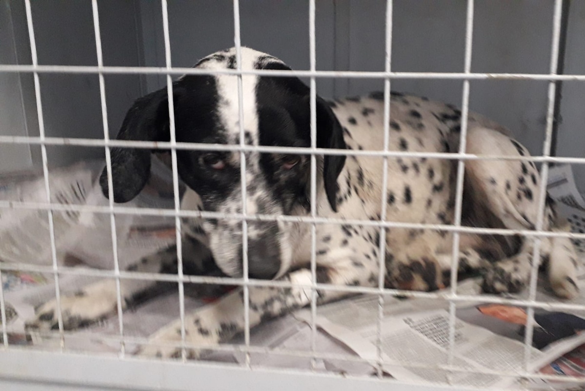 Quería adoptar un perro local, literalmente el 90% son pitbull o mezcla...  😠 : r/BanPitBulls, image size:1199x801