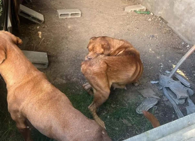 Arrestaron a una mujer por maltrato animal en Villa Elisa: descubrieron que tenía tres perros desnutridos