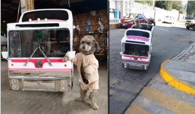 "Perrobus", el vehículo para perros que se hizo viral en Tik Tok
