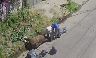 Indignación en un barrio platense, arrastraron con el auto un caballo muerto: "Es terrible el maltrato”