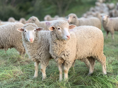 En una escuela de Francia tuvieron que anotar a cuatro ovejas como estudiantes regulares