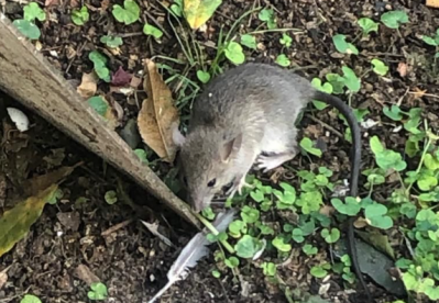 Crecen los reclamos por la presencia de ratas en La Plata: "Ponemos veneno y no pasa nada"
