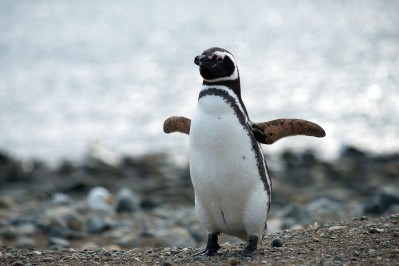 Estaba trabajando como remisero, se subió un pasajero con un pingüino y su enojo se hizo viral: "Y encima en mi cumpleaños"