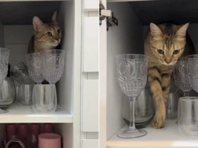 Encontró a su gato en un extraño lugar y el video se hizo viral: "¿Como vas a salir de ahí?"