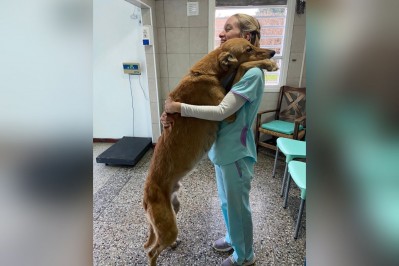 Un perro abrazó a la veterinaria tras ser castrado en City Bell y la publicación se volvió viral