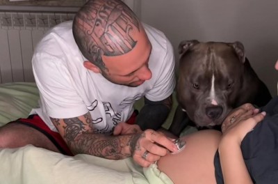 Le colocó un estetoscopio a su Pitbull para que escuche los latidos del bebé y su reacción conmovió a todos
