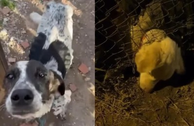 Grave denuncia por maltrato animal en una guardería canina de Villa Elisa