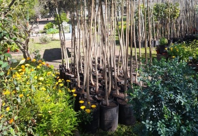 Plantaron 300 árboles de distintas especies en el Paseo del Bosque de La Plata: "Es una obligación preservarlo y mantenerlo"