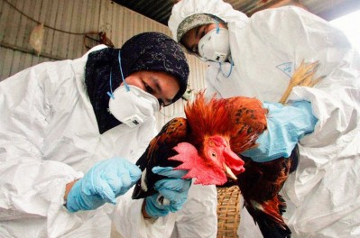 Desde el Senasa se confirmaron ocho nuevos casos de influenza aviar