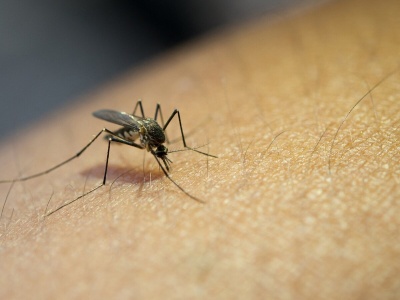 Llegaron a 90 mil los casos de dengue en la Provincia pero se acentúa la tendencia a la baja