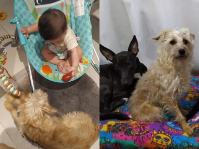 Una familia de Los Hornos busca desde hace una semana a su perrita: "Su hermana humana de 9 meses y las perrunas la extrañan"
