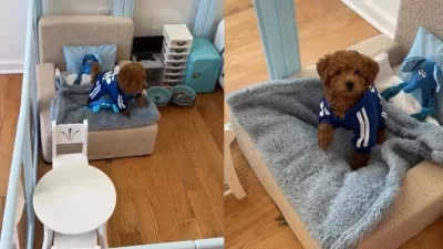 El monoambiente de lujo que una joven construyó para su perro causa sensación en redes