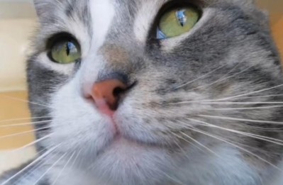 El gatito conversador sí existe: grabó a su mascota "hablando" y se hizo viral
