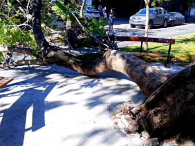 Cayó un árbol enorme encima de un auto en pleno centro de La Plata y pudo haber causado una tragedia