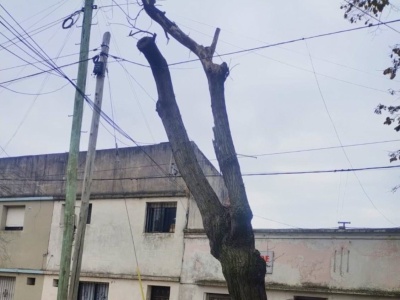 Un árbol quedó sostenido por los cables en Barrio Hipódromo y preocupa a los vecinos: "Puede matar a alguien"