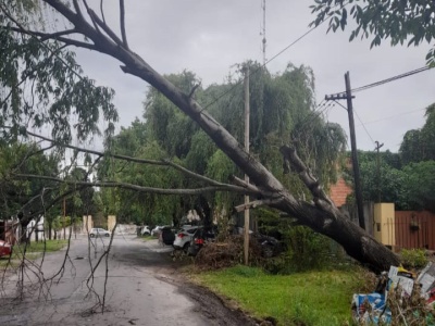 Vecinos de 135 y 71, se mostraron preocupados por la caída de un árbol en el barrio: "Muy peligroso"