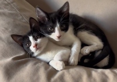 Una joven encontró a sus gatos durmiendo de una forma muy particular y se hizo viral: “No los separes nunca”