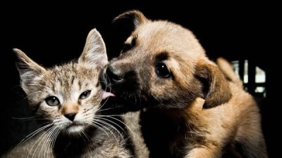 Urgente pedido solidario en La Plata: una agrupaci&oacute;n que rescata animales necesita reunir m&aacute;s de $5 millones en 48 horas