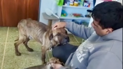 Rescataron a tres animales en La Plata tras una denuncia por presunto maltrato y semanas de reclamos