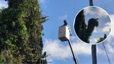 Un vecino advirti&oacute; por un peligroso &aacute;rbol y la Municipalidad de La Plata actu&oacute; r&aacute;pidamente