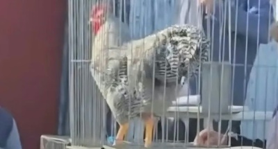 Un gallo bataraz rompi&oacute; todos los r&eacute;cords y fue vendido por una cifra millonaria en un remate bonaerense