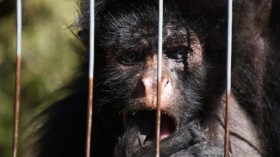 Proponen privatizar el Bioparque de La Plata para reabrirlo y sumar inversiones privadas