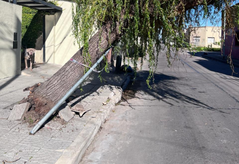 Un árbol quebrado en 76 y 2 tiene en vilo a los vecinos: "Está muy jugado"