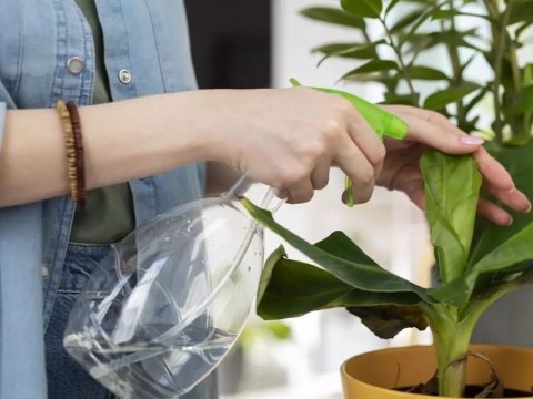 Los cinco beneficios de conectar con las plantas de interior