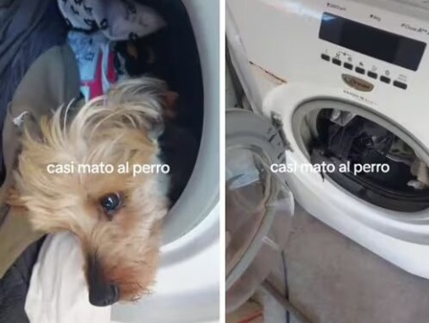 Descubrió a su perro metido en el lavarropas antes de ponerlo a funcionar y le salvó la vida