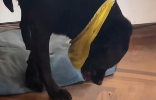 "Te quiero perrito delicado": filmó el gesto que tiene su mascota cada vez que huele un insecto y fue viral