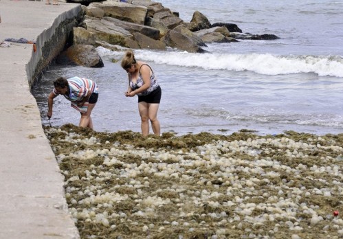 Mar del Plata invadida por algas y "huevos": especialistas explicaron que el fenómeno se denomina "arribazones"