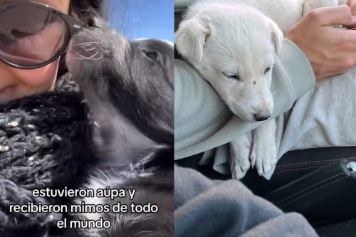 Un grupo de amigos se fue de viaje a San Juan, se encontraron tres cachorras y su gesto emocionó a todos