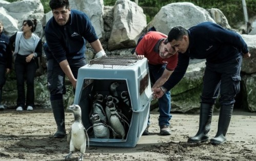 10 pingüinos volvieron a la costa de Mar del Plata tras superar estados de desnutrición y contaminación por hidrocarburos