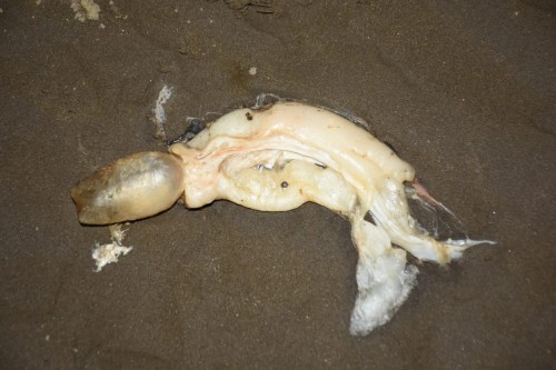 Los “pescados mutantes” llegaron a Punta Lara y los vecinos creen que es una deformación del Coronavirus