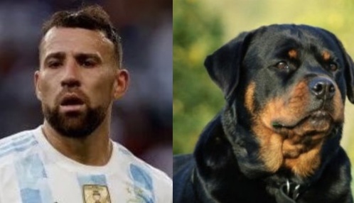 Jugadores de la Scaloneta si fueran perritos: un hilo de Twitter se volvió viral por las divertidas y acertadas comparaciones