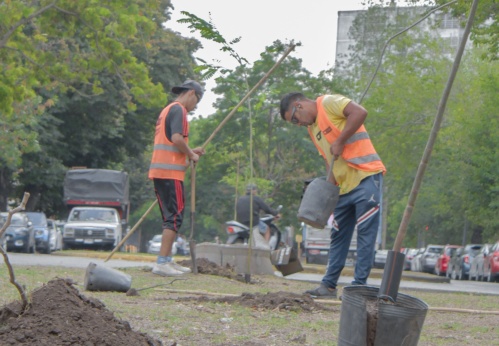El Municipio de La Plata colocó más de 20.000 ejemplares de arbolado para "disminuir el ruido y oxigenar los centros urbanos"