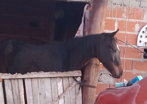 Allanan una vivienda y rescatan a un caballo con signos de maltrato tras un pedido del Municipio