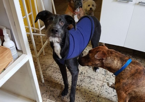Repollito, el cachorro que fue adoptado y luego abandonaron en La Plata