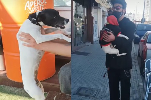 "Te ama demasiado entendela": adoptaron una perrita y su intensidad por sus dueños se hizo viral en las redes