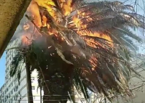 Insólito: se incendió una palmera en un barrio platense y los vecinos se pusieron en alerta