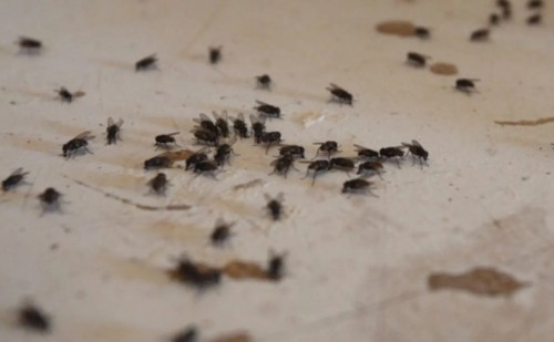 La Municipalidad de La Plata expandió una campaña de concientización ante la proliferación de moscas, dengue y gripe aviar