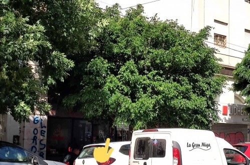 Un árbol tapa el cartel de “zona de carga y descarga” en 9 y 48, y ocasiona multas