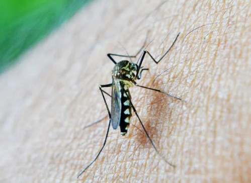 La cifra de muertes por dengue ascendió a 32 y alcanzó un nuevo récord